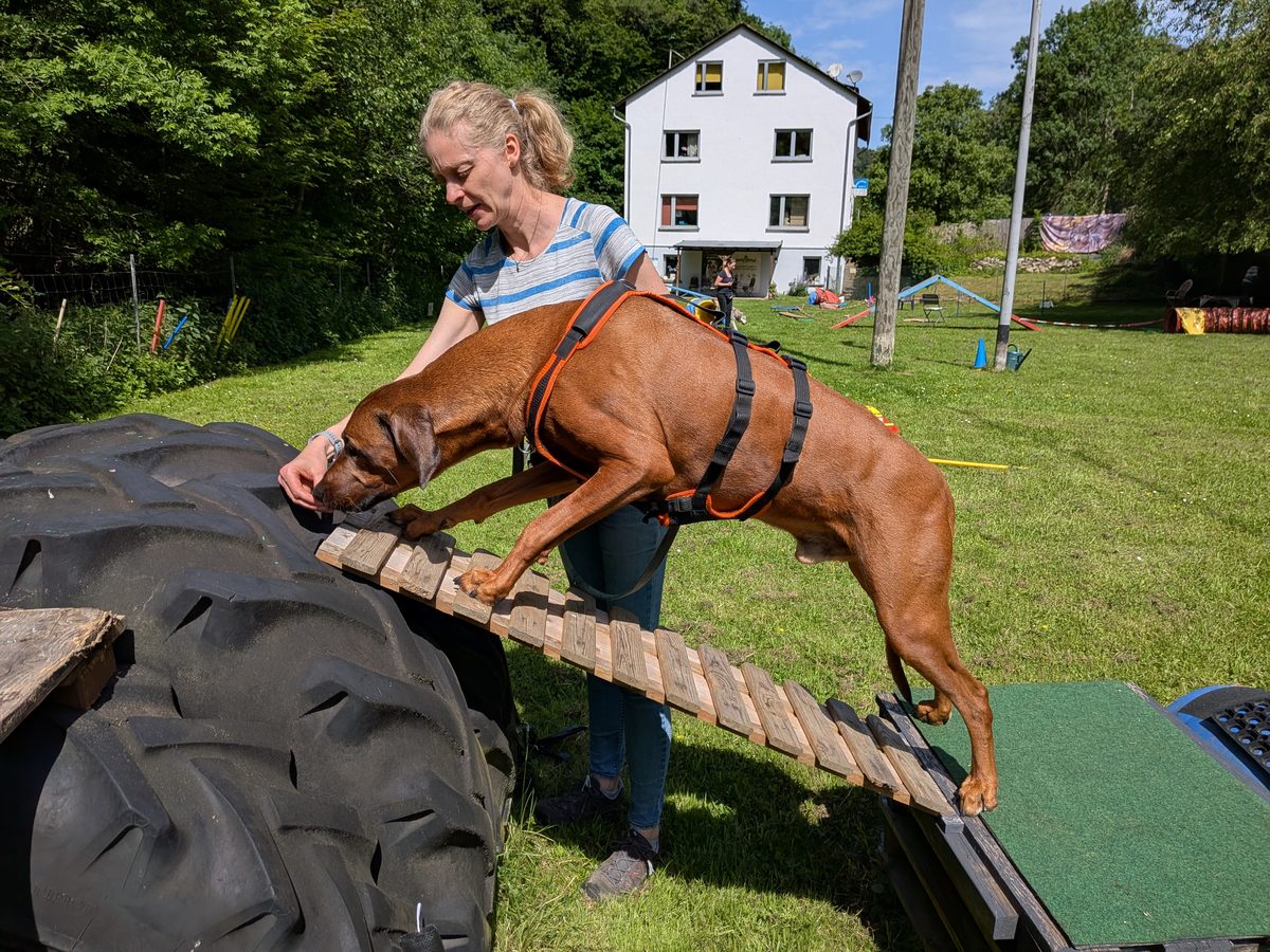 Andrea beim Gerätetraining mit einem Hund