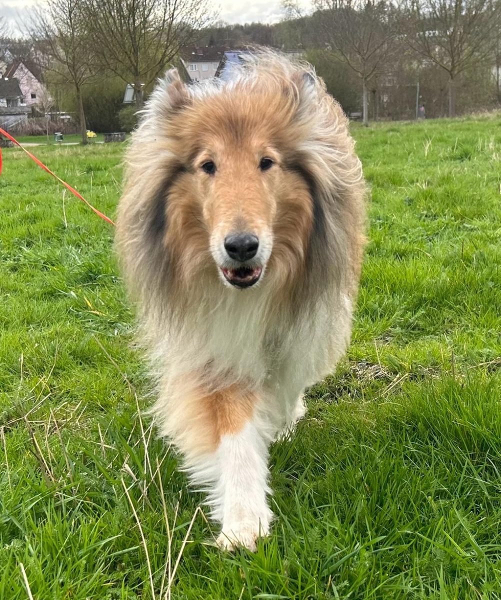 Hund im Freilauf auf der Wiese
