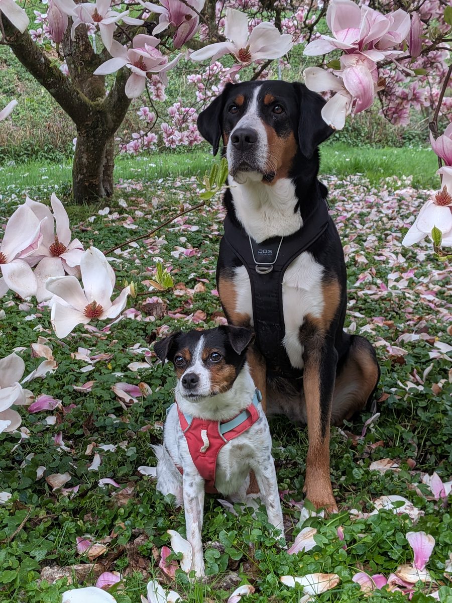 Zwei Hunde unter blühenden Magnolien