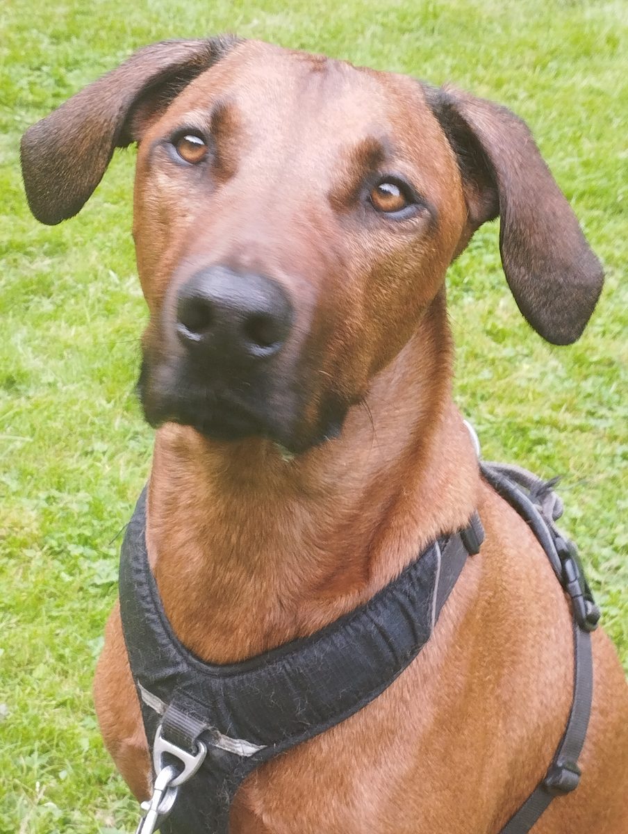 Hund im Porträt