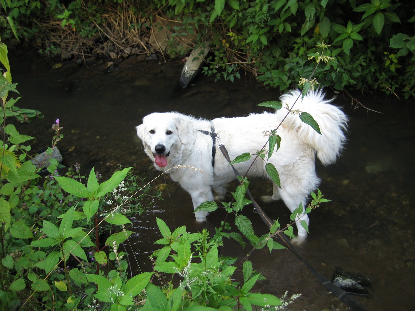 Weißer Hund erfrischt sich im Bach