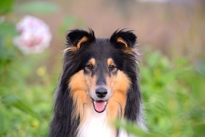Portrait eines Collies zwischen Blumen