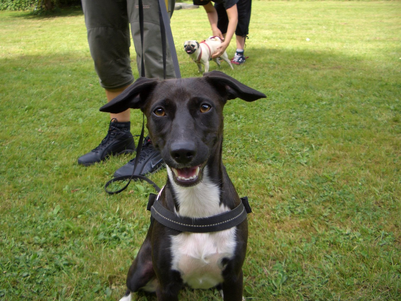 Freundlicher Hund sitzt aufmerksam auf der Wiese