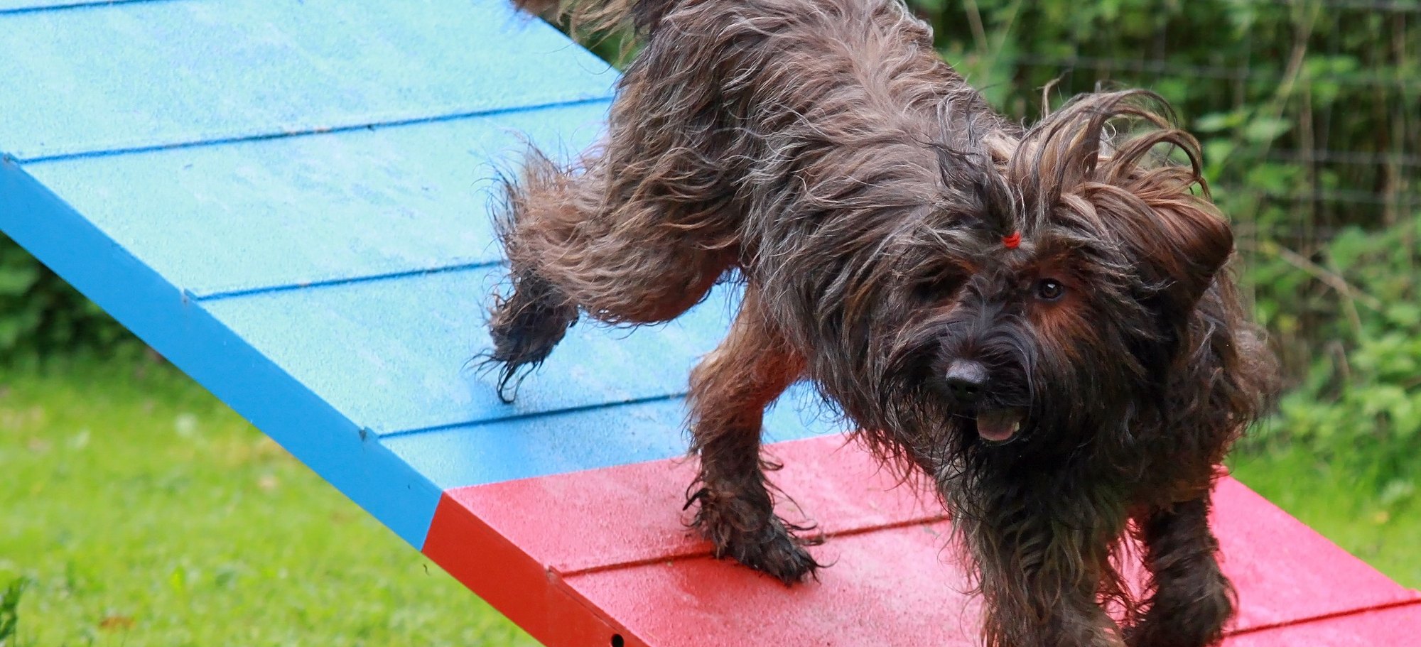 Briard läuft die A-Wand herunter beim Agility-Training auf dem Hundeplatz im Rupbachtal