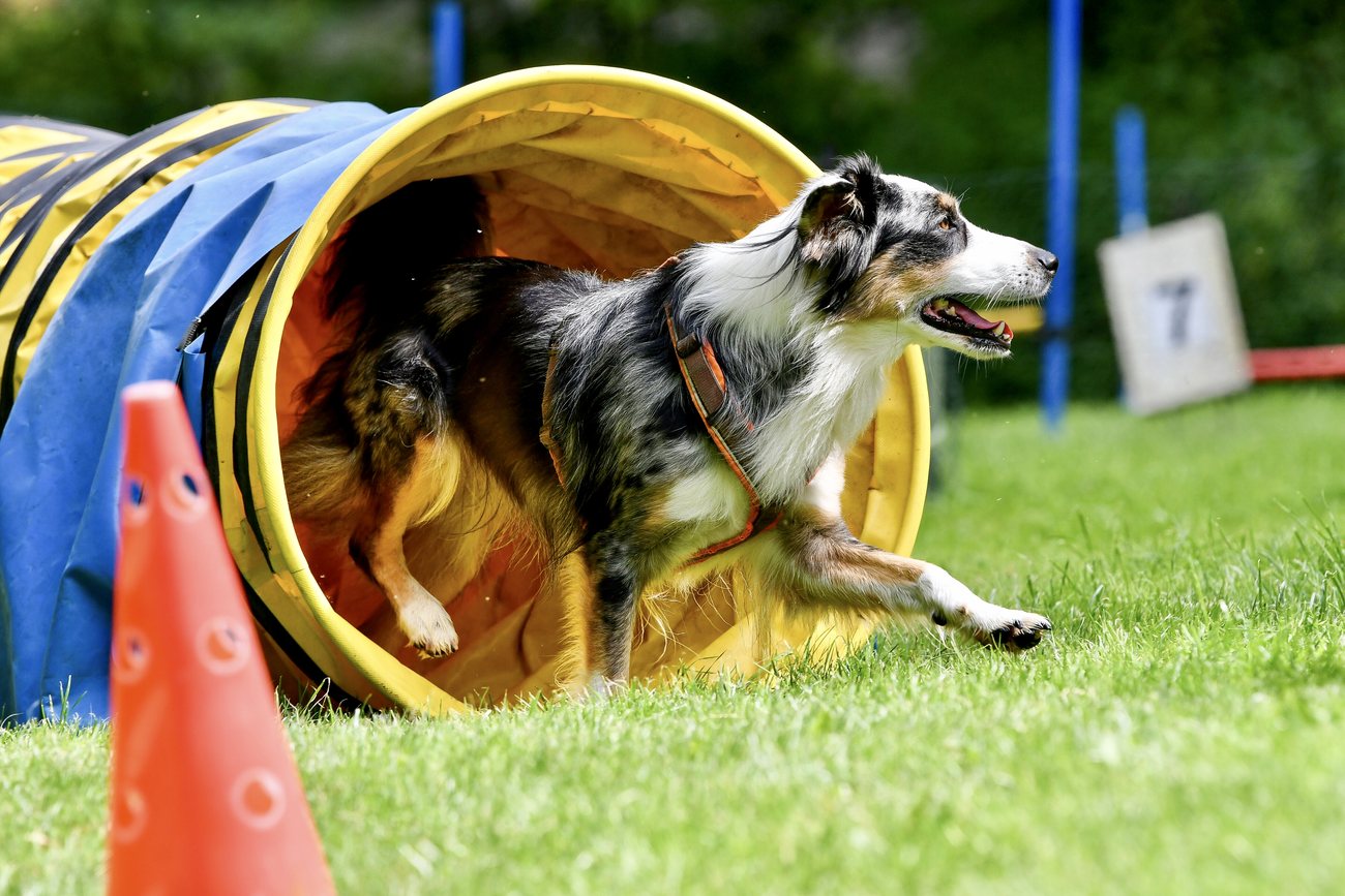 Australian Shepherd rennt aus dem Tunnel