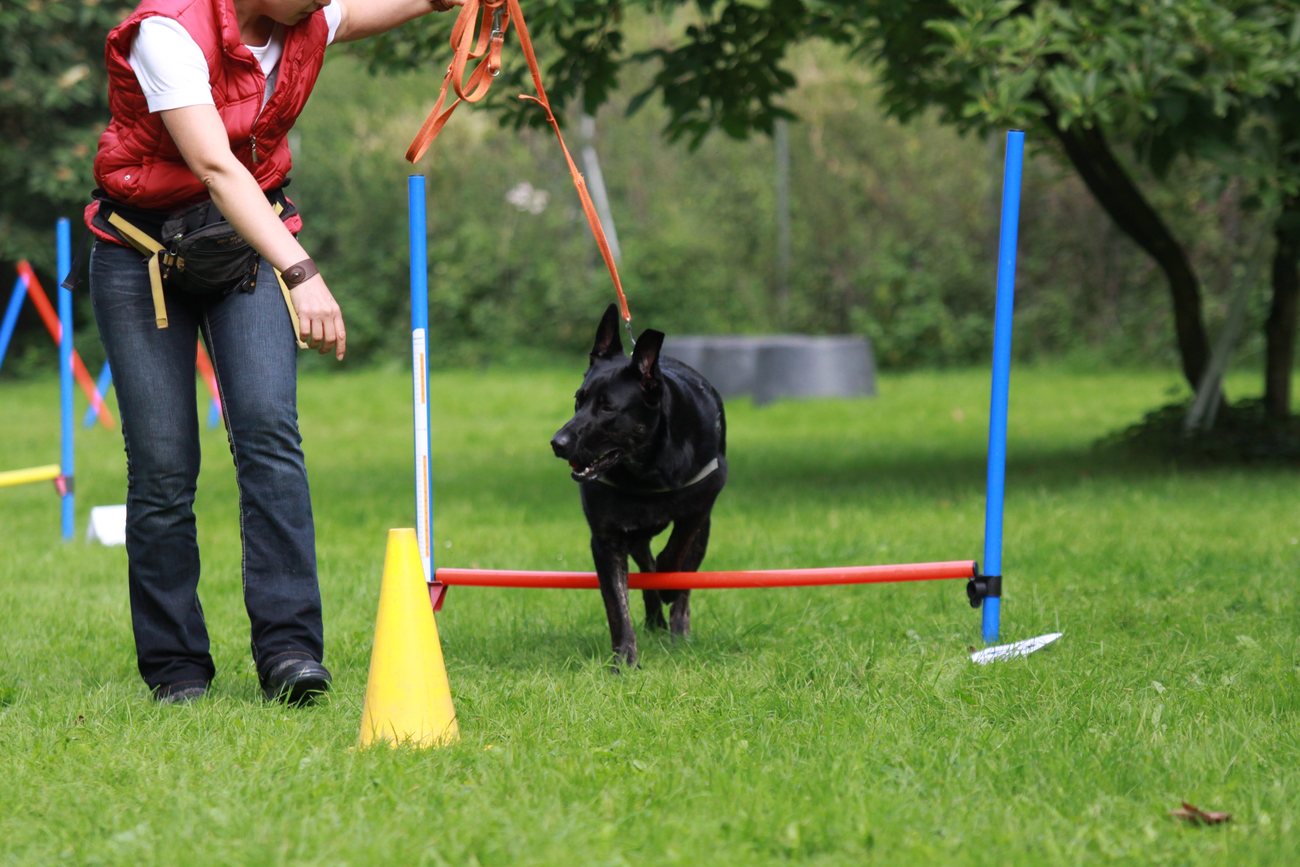 Hund im Slalom