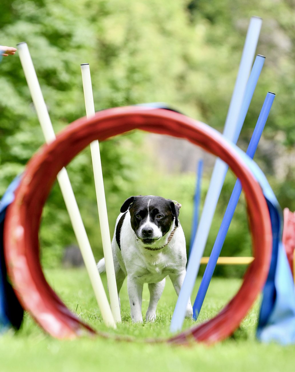 Hund springt durch den Reifen
