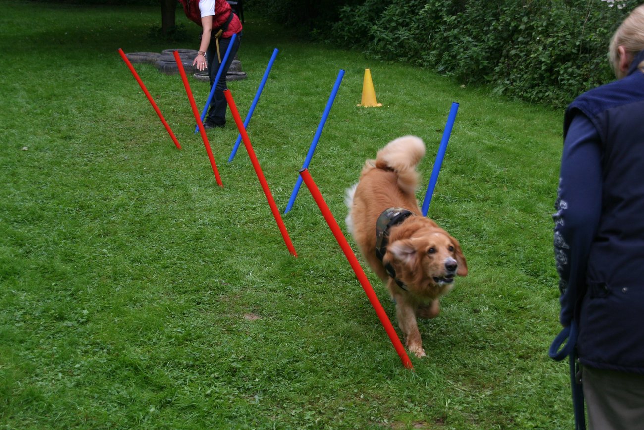 Hund läuft durch den Slalom