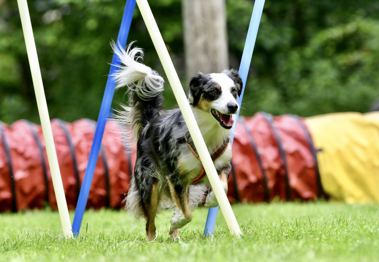 Australian Shepherd im Slalom