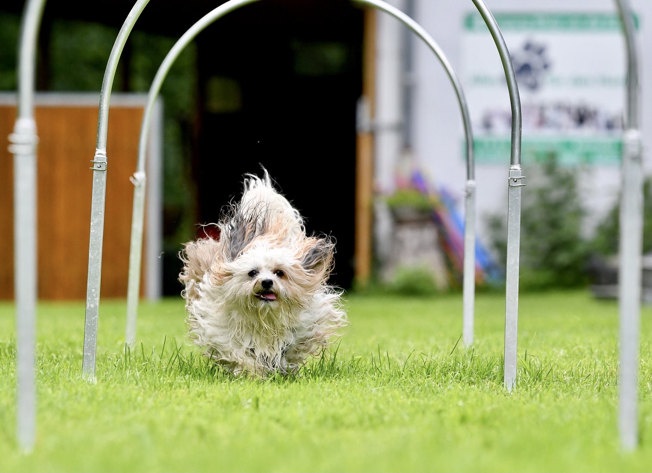 Hund beim Agility-Parcours