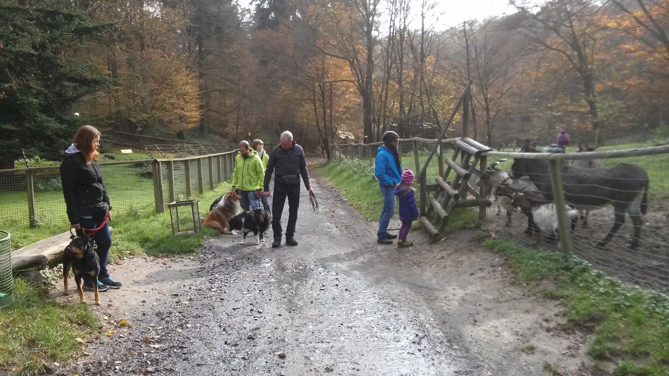Gruppentraining unterwegs mit Ablenkung
