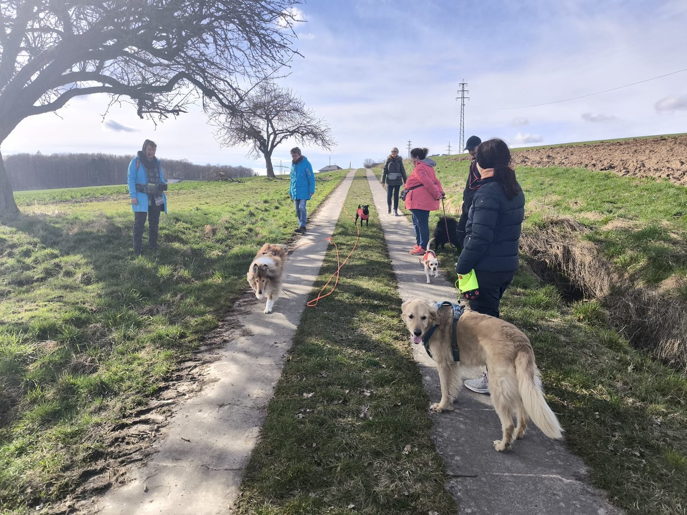 Mehrere Mensch-Hund-Teams beim Alltagstraining in der Gruppe