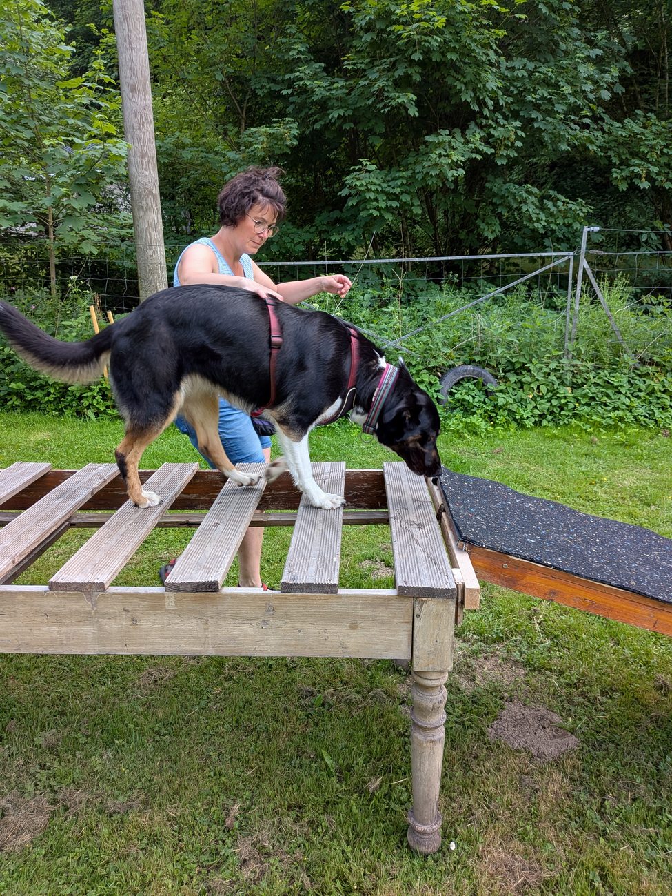 Hund auf dem Steg