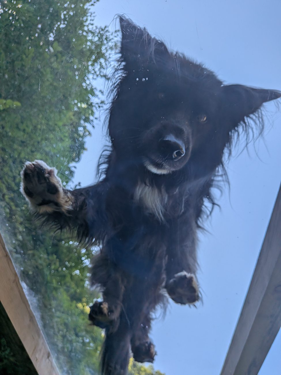 Hund auf dem Gerät