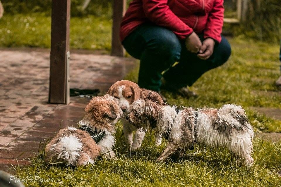 Behutsame Begegnung mit erwachsenen Hunden