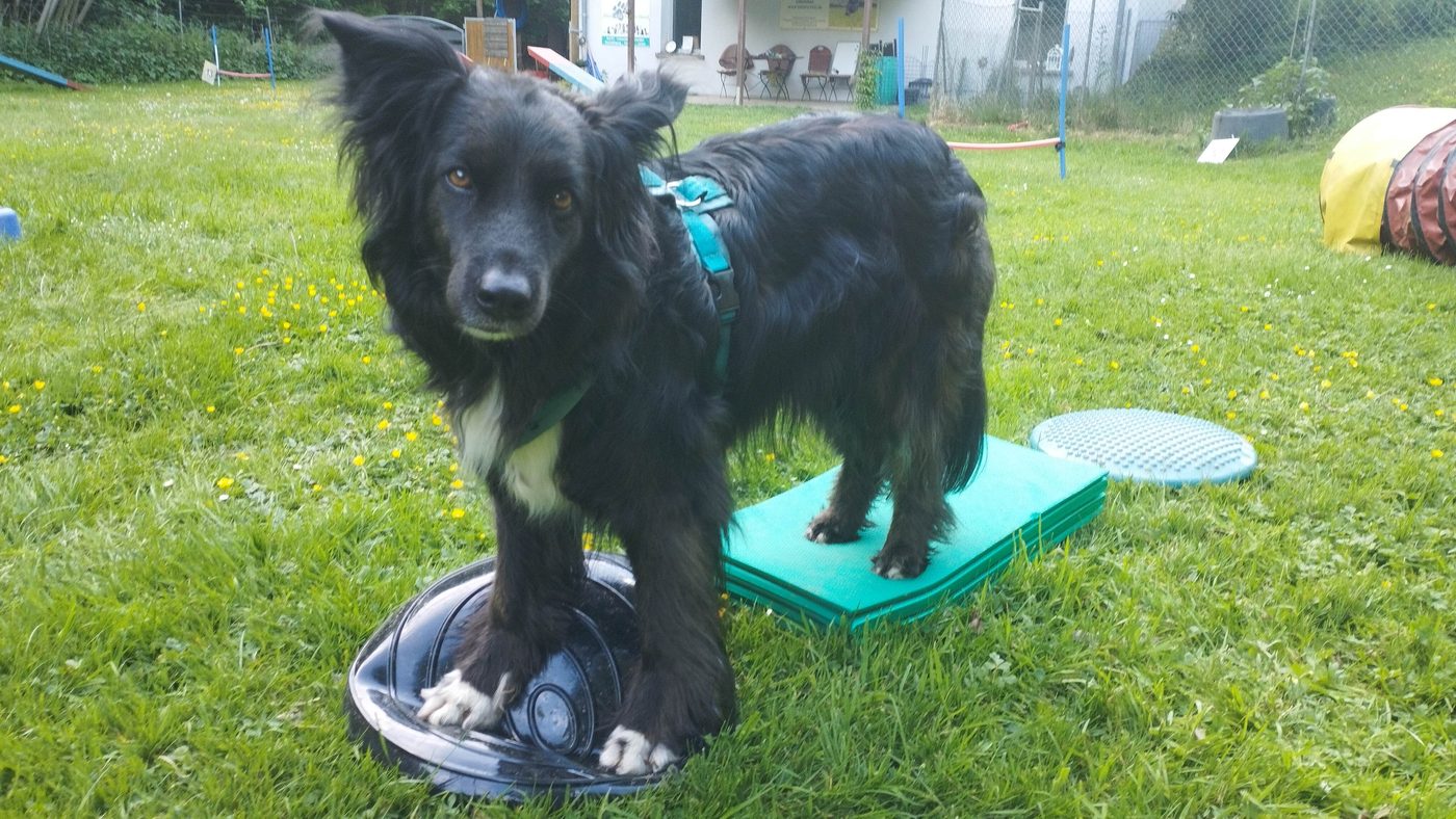 Hund bei der Balancearbeit auf dem Balancekissen
