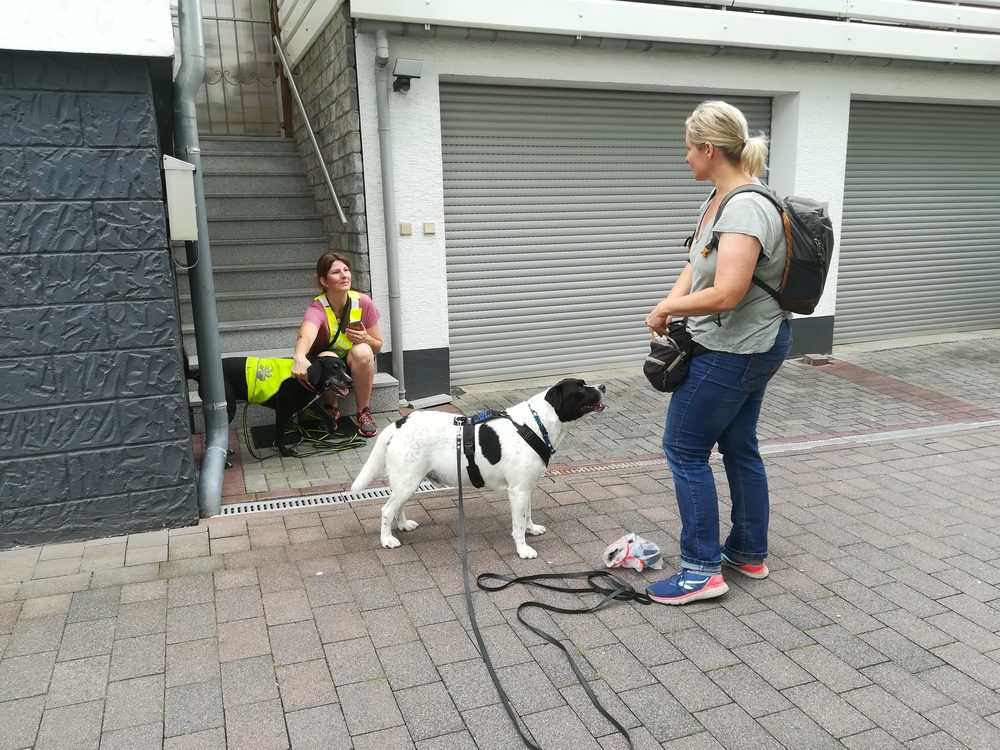 Hund bei der Nasen- und Sucharbeit