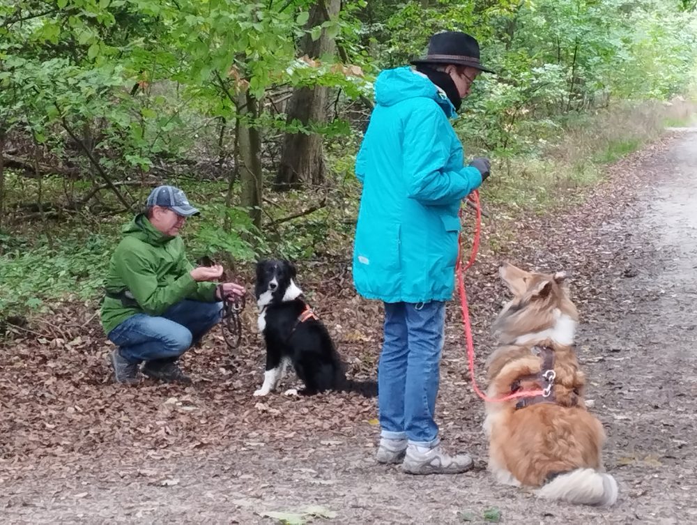 Hunde gemeinsam unterwegs am Wasser