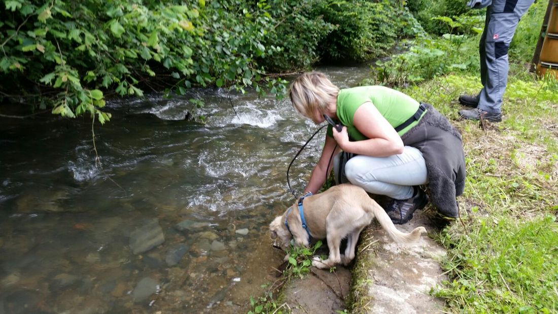 Hunde am angrenzenden Bachlauf